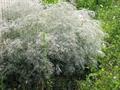 Babys breath